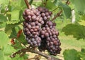 Bunches of Pinot gris grape, brown pinkish variety, hanging on vine