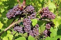 Bunches of Pinot gris grapes hanging on vine Royalty Free Stock Photo