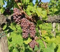 Bunches of Pinot gris grapes hanging on vine Royalty Free Stock Photo