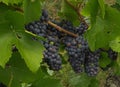 Bunches of Pinot Noir grapes ripening