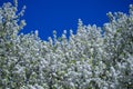 Bunches of plum blossom with white flowers against the blue sky. Spring blossom background. Blossoming apple tree branch Royalty Free Stock Photo