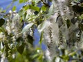 Bunches with poplar seeds and down fit tightly to each other on the branches of the tree. Summer natural sunny background Royalty Free Stock Photo
