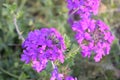 Bunches of purple flowers in a group