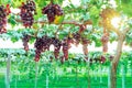 Bunches of purple grapes hanging on the vine with green leaves Royalty Free Stock Photo