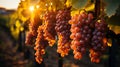 Bunches of purple grapes hanging from a vine plant in the vineyard at sunset. AI Generated. Royalty Free Stock Photo