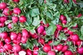 Bunches of Radishes at Farmers Market