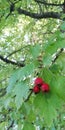 Bunches of red berries hawthorn on bush with green leaves on background blue sky. Natural background.