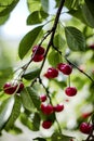Bunches of red cherries in the garden on the branches