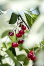 Bunches of red cherries in the garden on the branches