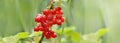 Bunches of  red currant growing among leaf Royalty Free Stock Photo