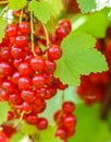 Bunches of red currants on the branches of a bush in the garden. Harvesting concept Royalty Free Stock Photo