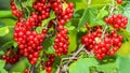 Bunches of red currants on the branches of a bush in the garden. Harvesting concept Royalty Free Stock Photo