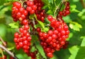Bunches of red currants on the branches of a bush in the garden. Harvesting concept Royalty Free Stock Photo