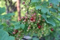 Bunches of red currants growing on a branch. Royalty Free Stock Photo