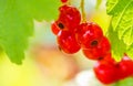 Bunches of red currants in sunlight. Harvest concept Royalty Free Stock Photo