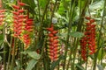 Bunches with red flowers with green tip, from the Heliconia Rostrata plant. Bright Heliconia Rostrata or Lobster Claw flower Royalty Free Stock Photo