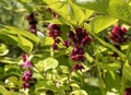 Red Bunches of Flowers Royalty Free Stock Photo