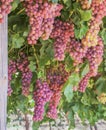 Bunches of Red Globe Table Grapes.