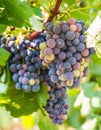 Bunches of red grapes growing in in Estremoz, Alentejo wine region, Portugal