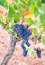 Bunches of red grapes growing in Setubal, Portugal