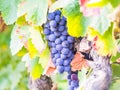 Bunches of red grapes growing in Setubal, Portugal