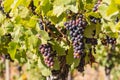 Bunches of red grapes ripening on vine in organic vineyard at harvest time Royalty Free Stock Photo