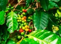 Bunches of red and green arabica coffee fruit