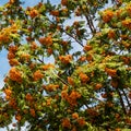 Bunches of red mountain ash. Background. Royalty Free Stock Photo