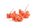 bunches of red mountain ash isolated on white background Royalty Free Stock Photo