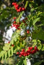 Bunches of red and ripe rowanberries hanging from a Rowan tree