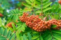 Bunches of red rowan berries on a branch with green leaves Royalty Free Stock Photo