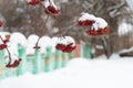 Bunches of red rowan berries covered with snow. Royalty Free Stock Photo