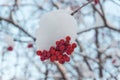 Bunches of red rowan berries in the snow on the branches in the winter garden. Royalty Free Stock Photo