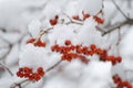 Bunches of red rowan berries in the snow on branches in the winter garden. Royalty Free Stock Photo