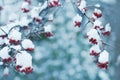 Bunches of red rowan berries in the snow on branches in the winter garden. Royalty Free Stock Photo