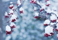 Bunches of red rowan berries in the snow on branches in the winter garden. natural background. Royalty Free Stock Photo