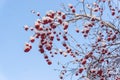 Bunches of red rowan berries in the snow on the branches in the winter garden. Royalty Free Stock Photo