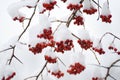 Bunches of red rowan berries in the snow on branches in the winter garden. natural background. Royalty Free Stock Photo