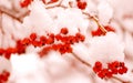 Bunches of red rowan berries in the snow on branches in the winter garden. natural background. Royalty Free Stock Photo