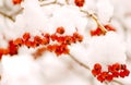 Bunches of red rowan berries in the snow on branches in the winter garden. natural background.