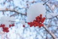 Bunches of red rowan berries in the snow on the branches in the winter garden. Royalty Free Stock Photo