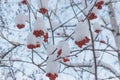 Bunches of red rowan berries in the snow on the branches in the winter garden. Royalty Free Stock Photo