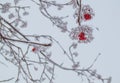 Bunches of red Rowan berries on snow-covered branches in a winter Park outdoors against a cloudy sky Royalty Free Stock Photo