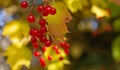 Bunches of red viburnum berries on a branch with yellow leaves in the autumn garden. colorful autumn landscape. Royalty Free Stock Photo