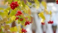 Bunches of red viburnum berries on a branch with yellow leaves in the autumn garden. colorful autumn landscape. Royalty Free Stock Photo