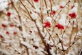 Bunches of red viburnum hang on the branches. The berries are covered with snow. Winter time of the year Royalty Free Stock Photo