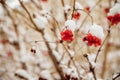 Bunches of red viburnum hang on the branches. The berries are covered with snow. Winter time of the year Royalty Free Stock Photo