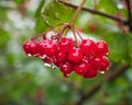 Bunches of red viburnum in raindrops outdoors
