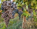 Bunches of Red Wine Grapes