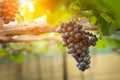 Bunches of red wine grapes growing in Italian fields. Close up Royalty Free Stock Photo